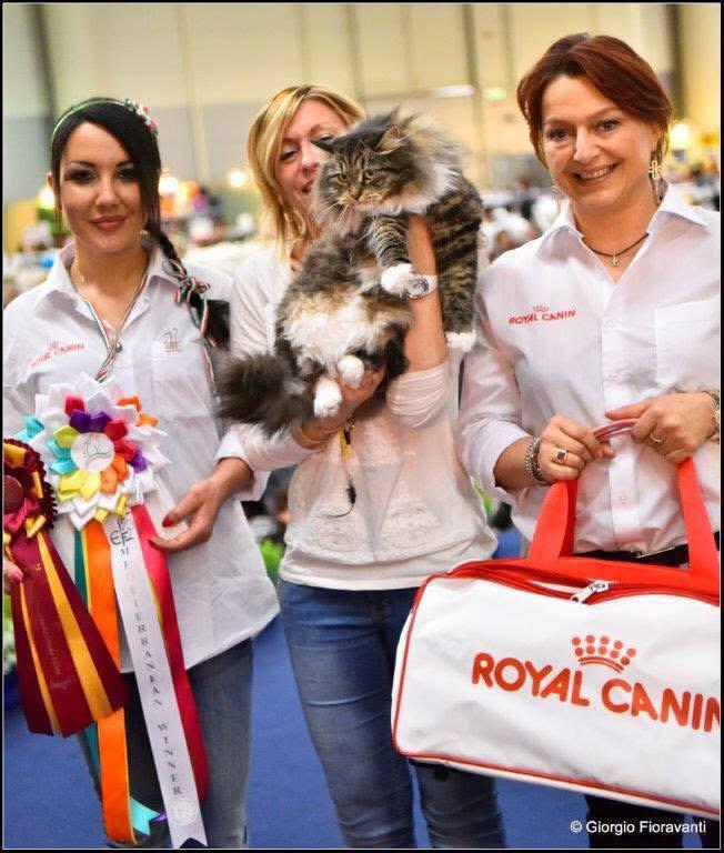 MW’16 IC EmeraldItaly Giunone DSM