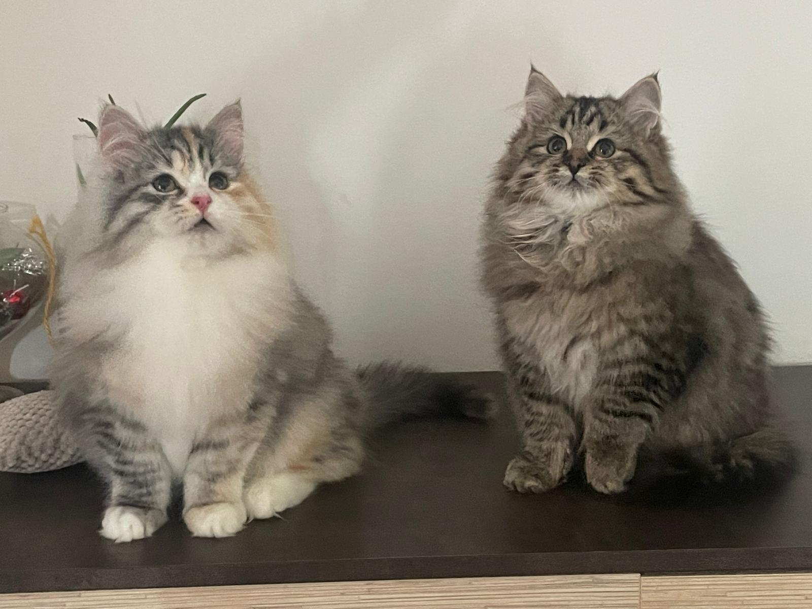 Cuccioli