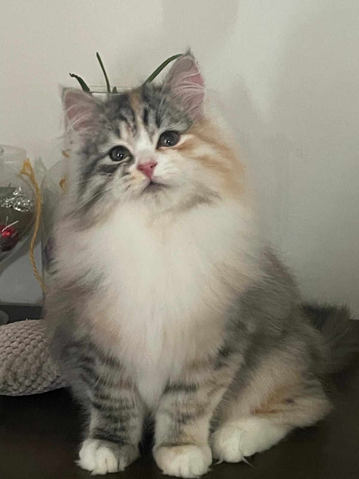 Cuccioli