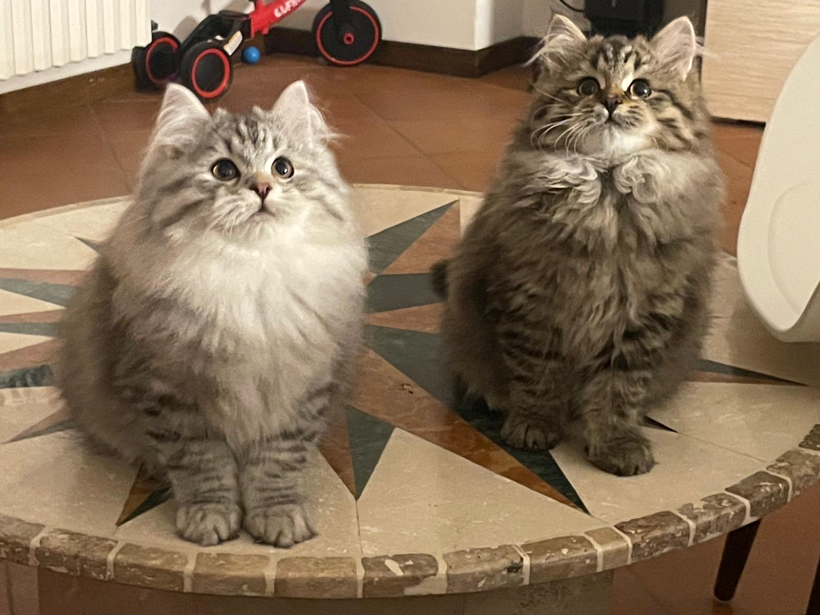Cuccioli