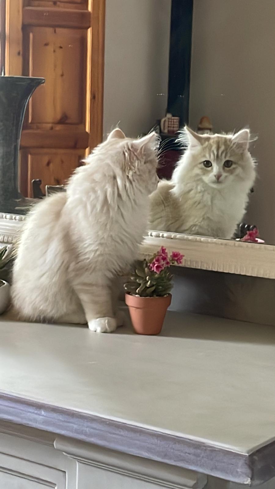 Cuccioli